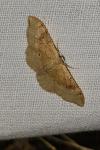 Idaea rubraria