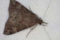 Hypena obsitalis