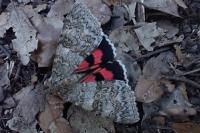 Catocala nupta