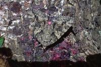 Catocala dilecta