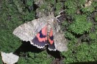 Catocala nupta