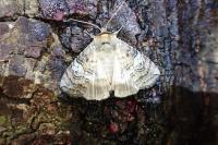 Tethea ocularis