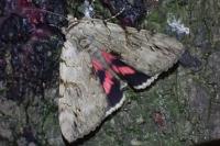 Catocala electa