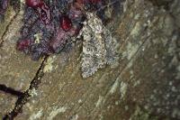 Acronicta rumicis