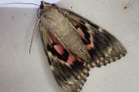 Catocala dilecta