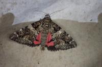 Catocala coniuncta
