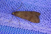 Nomophila noctuella
