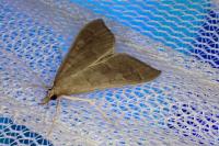 Mecyna asinalis
