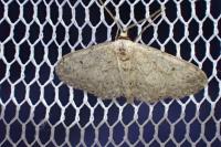 Idaea seriata