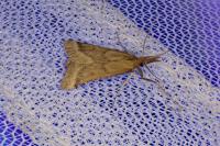 Synaphe punctalis