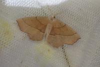 Gerinia honoraria