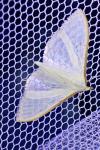 Palpita vitrealis
