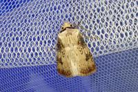 Agrotis puta