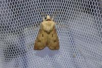 Agrotis exclamationis