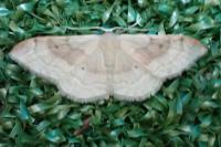 Idaea degeneraria