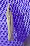 Ancylolomia tentaculella