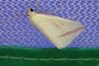 Rhodometra sacraria
