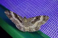 Epirrhoe alternata