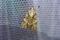 Acronicta rumicis
