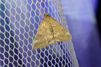 Pyrausta despicata
