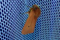 Phragmatobia fuliginosa