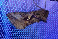Autographa gamma