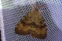 Lymantria dispar