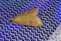 Udea ferrugalis