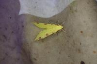 Opisthograptis luteolata