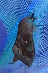 Dendrolimus pini