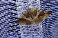 Dysgonia algira