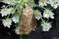 Agrotis bigramma