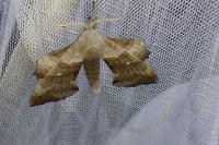 Laothoe populi