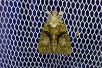 Cryphia algae