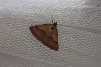 Phytometra viridaria