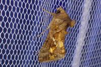 Chrysodeixis chalcites