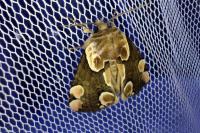Thyatira batis