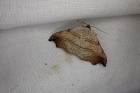 Laspeyria flexula