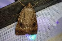 Amphipyra pyramidea