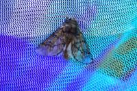 Thaumetopoea pityocampa