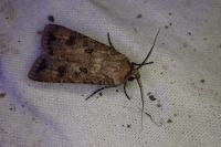 Agrotis segetum
