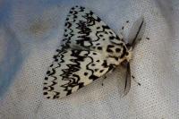 Lymantria monacha