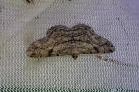 Peribatodes rhomboidaria