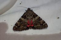 Catocala coniuncta