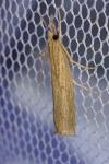 Pediasia contaminella