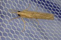 Pediasia contaminella