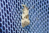 Cochylis molliculana