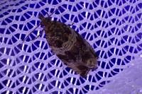 Celypha cespitana