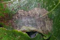Choreutis nemorana