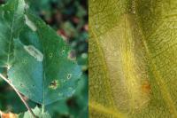 Phyllonorycter ulmifoliella